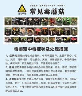 毒蘑菇