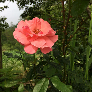 粉色月季