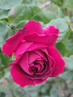 月季花