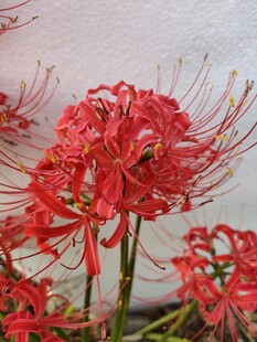 彼岸花