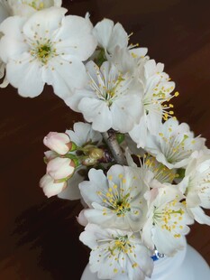 东京樱花