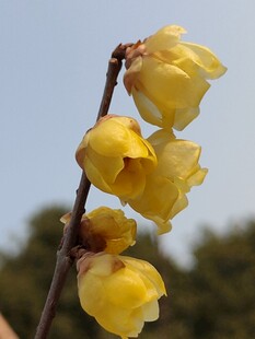 腊梅