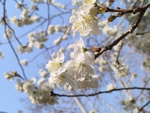樱花
