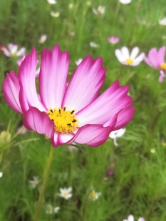 波斯菊
