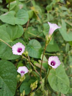牵牛花