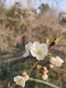 樱花