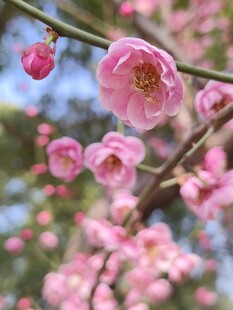 梅花