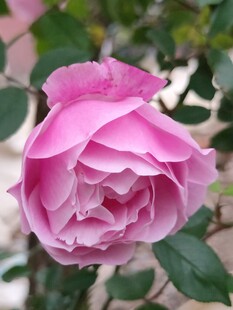 月季花