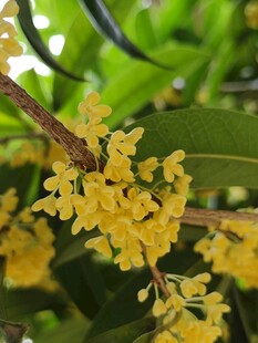 桂花