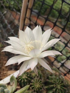 仙人掌花