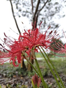 彼岸花