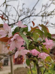 海棠花