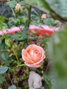 玫瑰花
