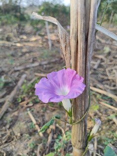 牵牛花