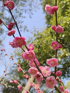梅花
