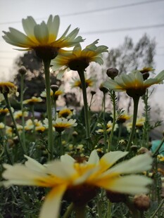 小雏菊