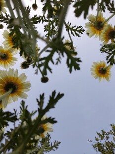 小雏菊