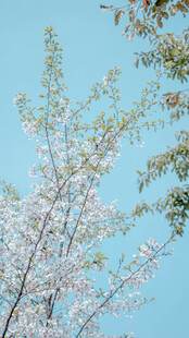樱花