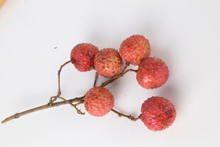 荔枝