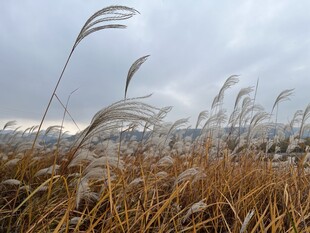 芦苇