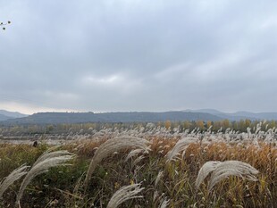 芦苇