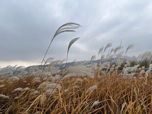 芦苇