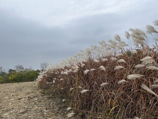 芦苇