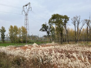 芦苇