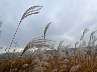 芦苇