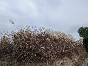 芦苇