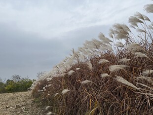 芦苇