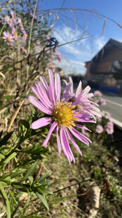 紫菀花