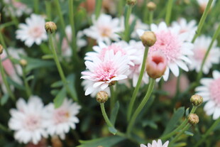雏菊