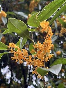 桂花