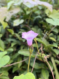牵牛花