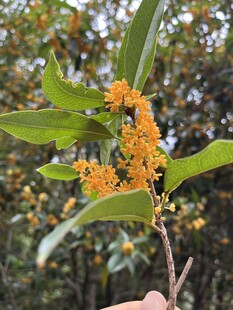桂花