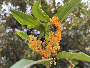 桂花