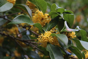 桂花