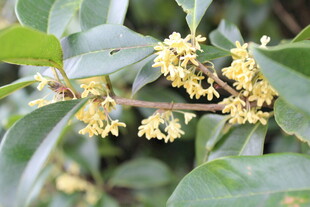 桂花