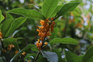 桂花
