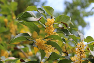 桂花