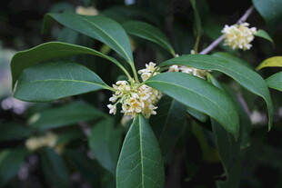 桂花