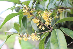 桂花