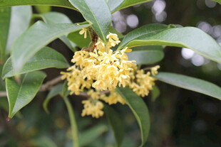 桂花
