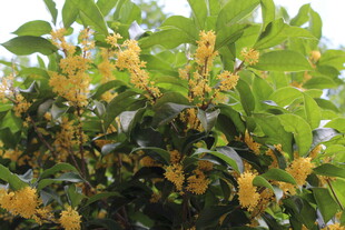 桂花