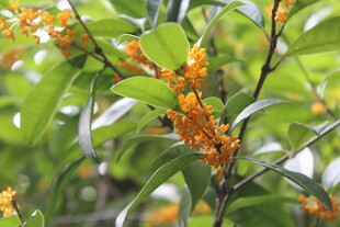 桂花
