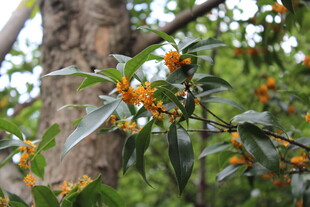 桂花