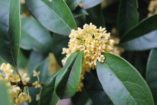 桂花