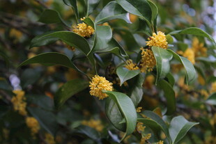 桂花
