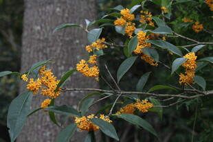 桂花